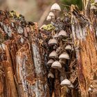 Pilze in einem verrottendem Baumstamm