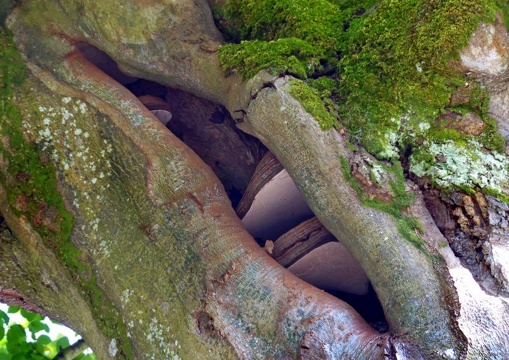 Pilze in einer Astöfnung