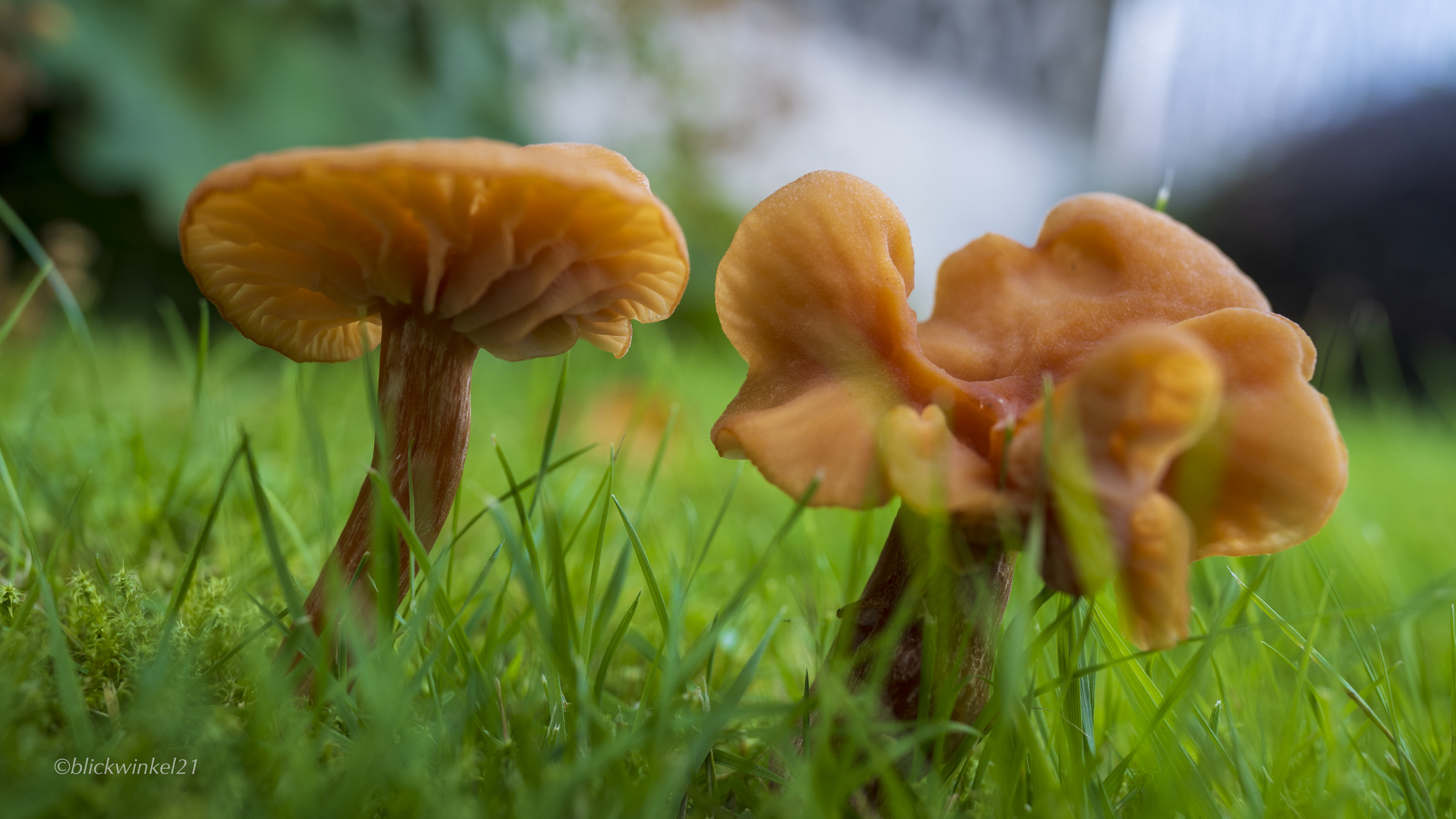 Pilze in heimischen Garten