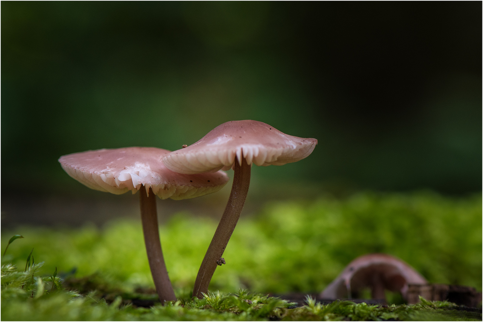 Pilze in ihrer ganzen Schönheit