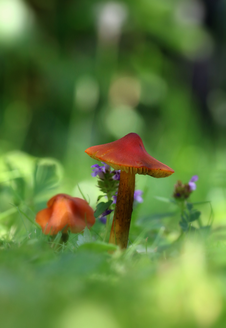 Pilze in meinem Garten