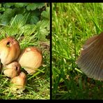 Pilze in meinem Garten