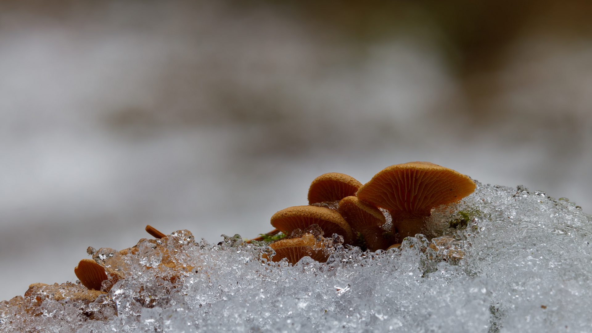 Pilze in Schnee und Eis