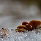 Pilze in Schnee und Eis