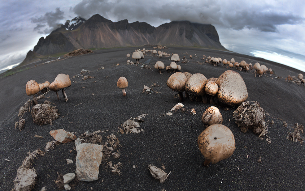 Pilze in Stokksnes - Island #3032