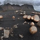 Pilze in Stokksnes - Island #3032