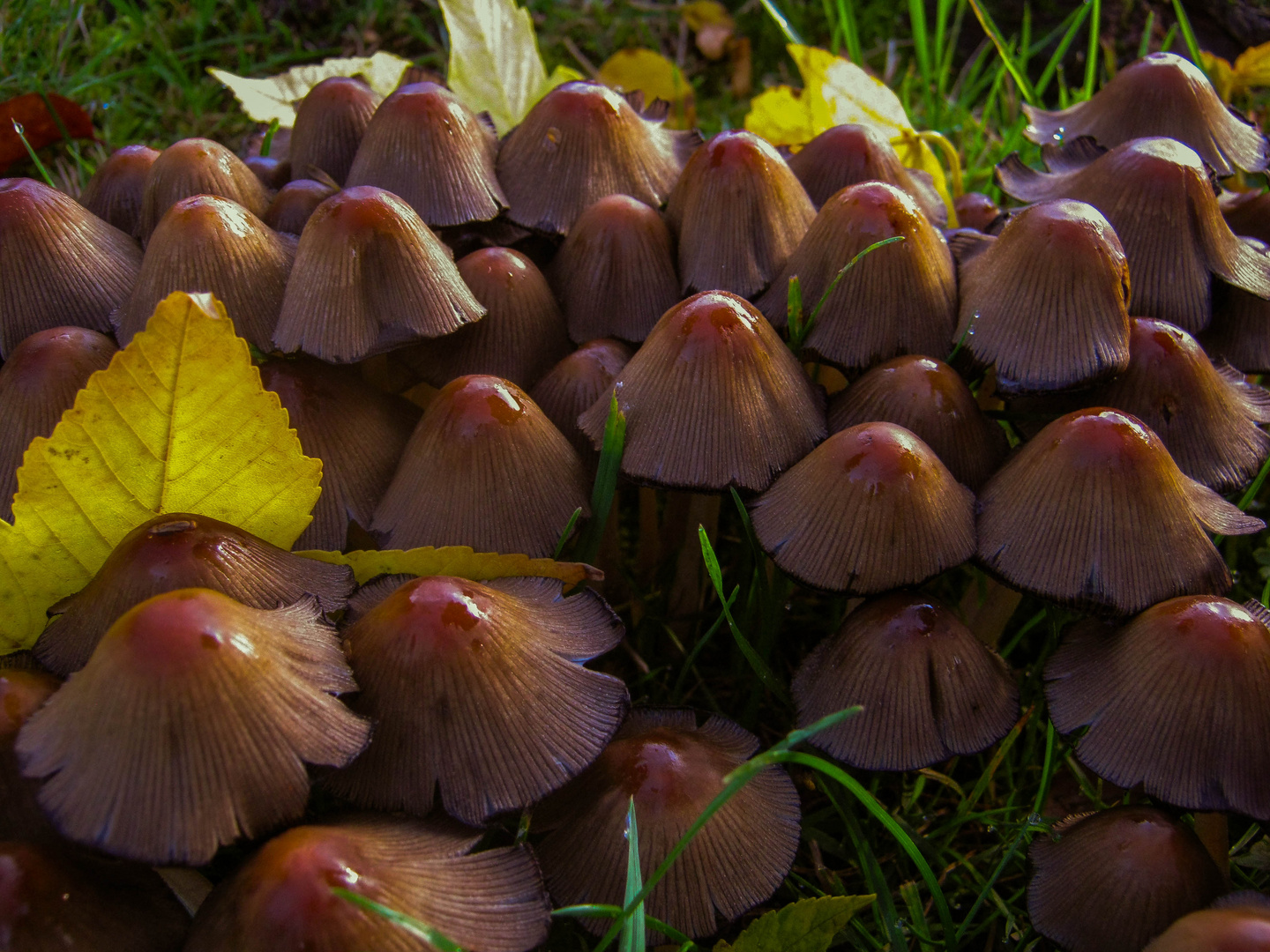 Pilze in unserem Garten