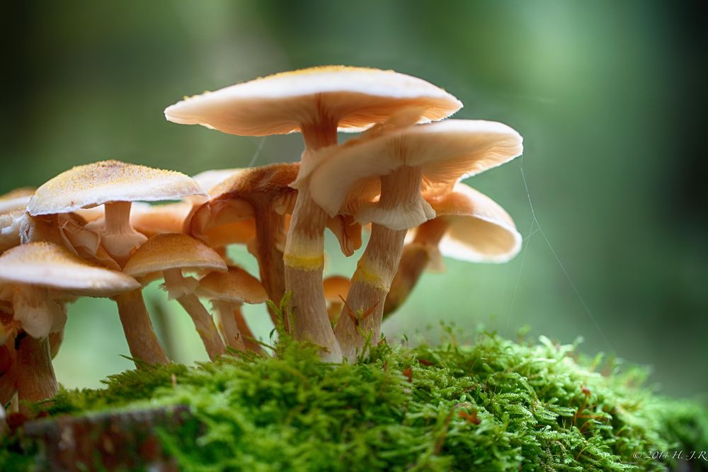 Pilze ins Licht gerückt