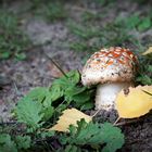 Pilze kann man alle essen - manche nur einmal