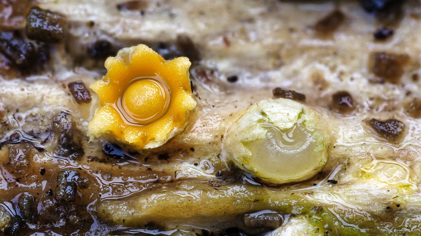 Pilze Kugelschneller (Sphaerobolus) 2mm auf morschem Holz