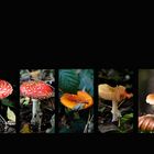 Pilze  (lat. Fungi)