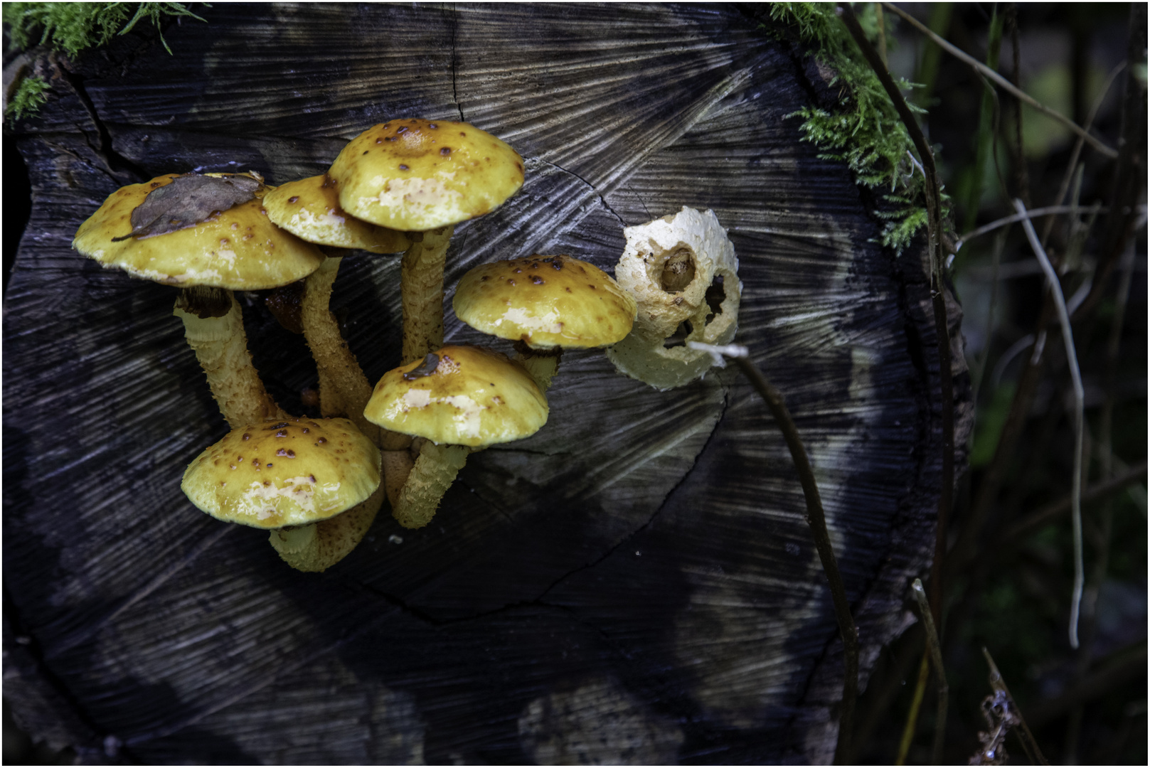 Pilze leuchten im Wald