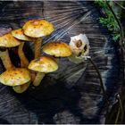 Pilze leuchten im Wald