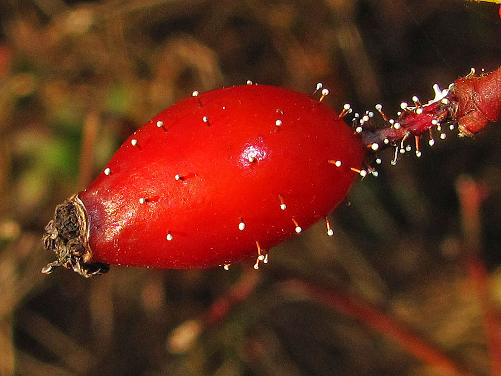 Pilze   - Minipilze