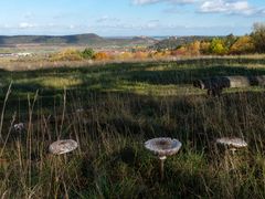 Pilze mit Aussicht