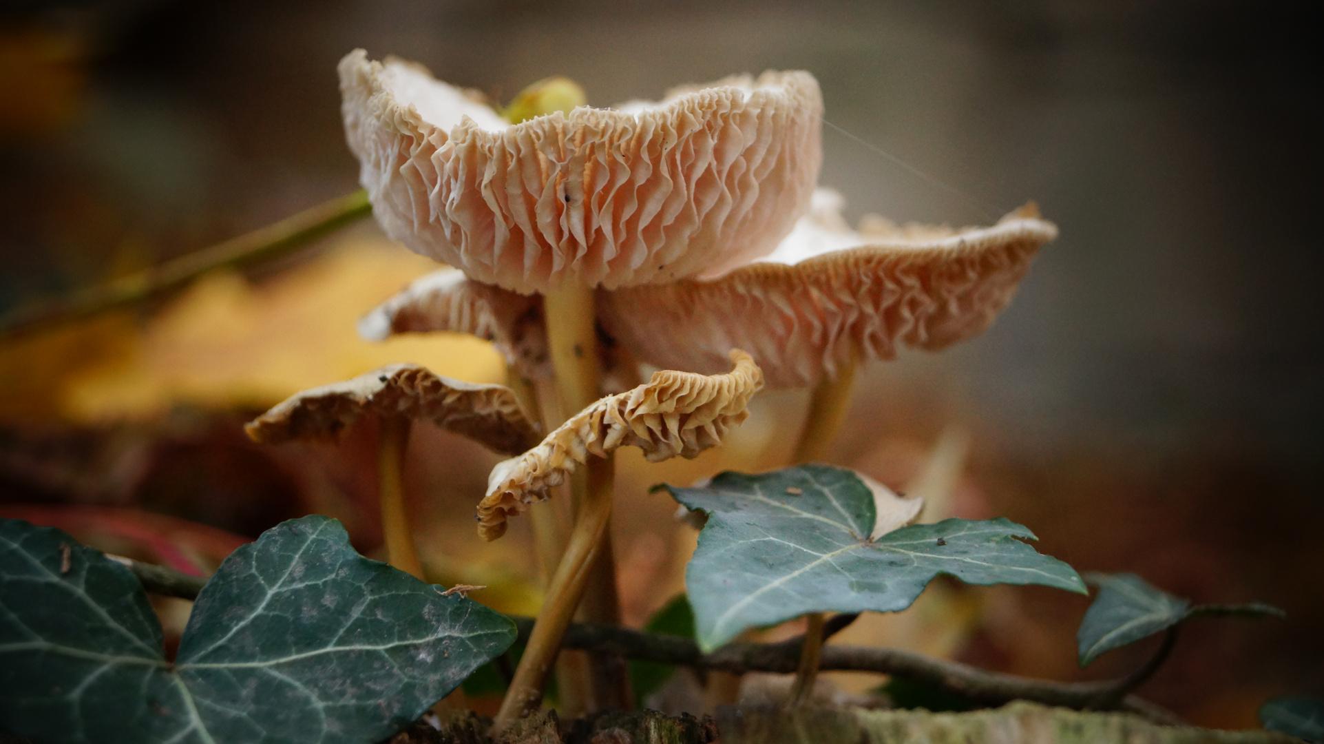 Pilze mit Efeu auf einem Baumstumpf