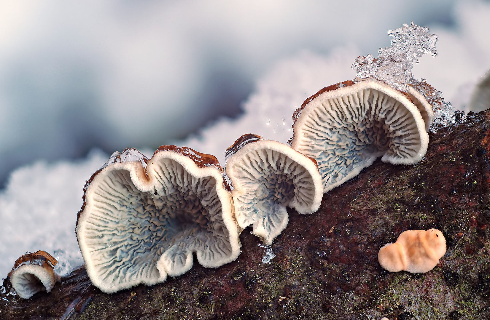 Pilze mit Eis - Buchenaderzählinge ?