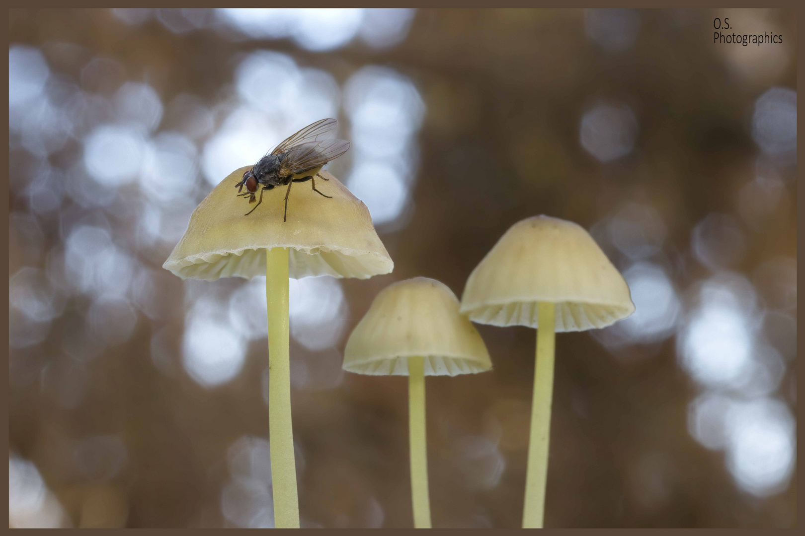 Pilze mit Fliege