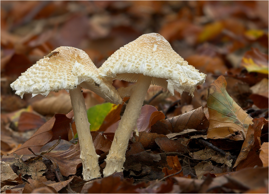 Pilze mit Fliege