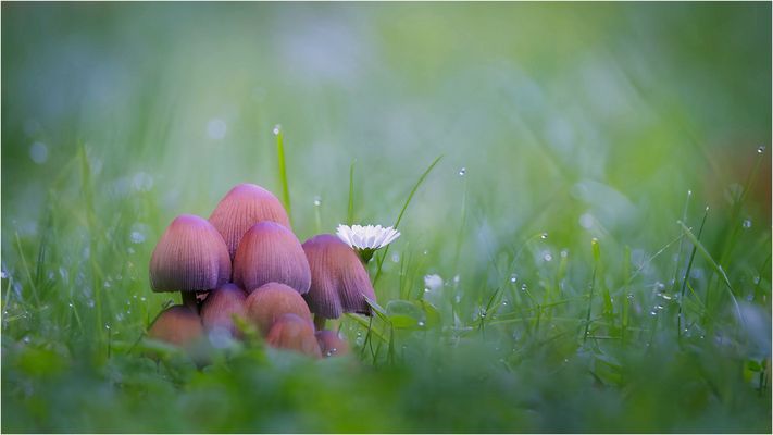 Pilze mit Gesellschaft