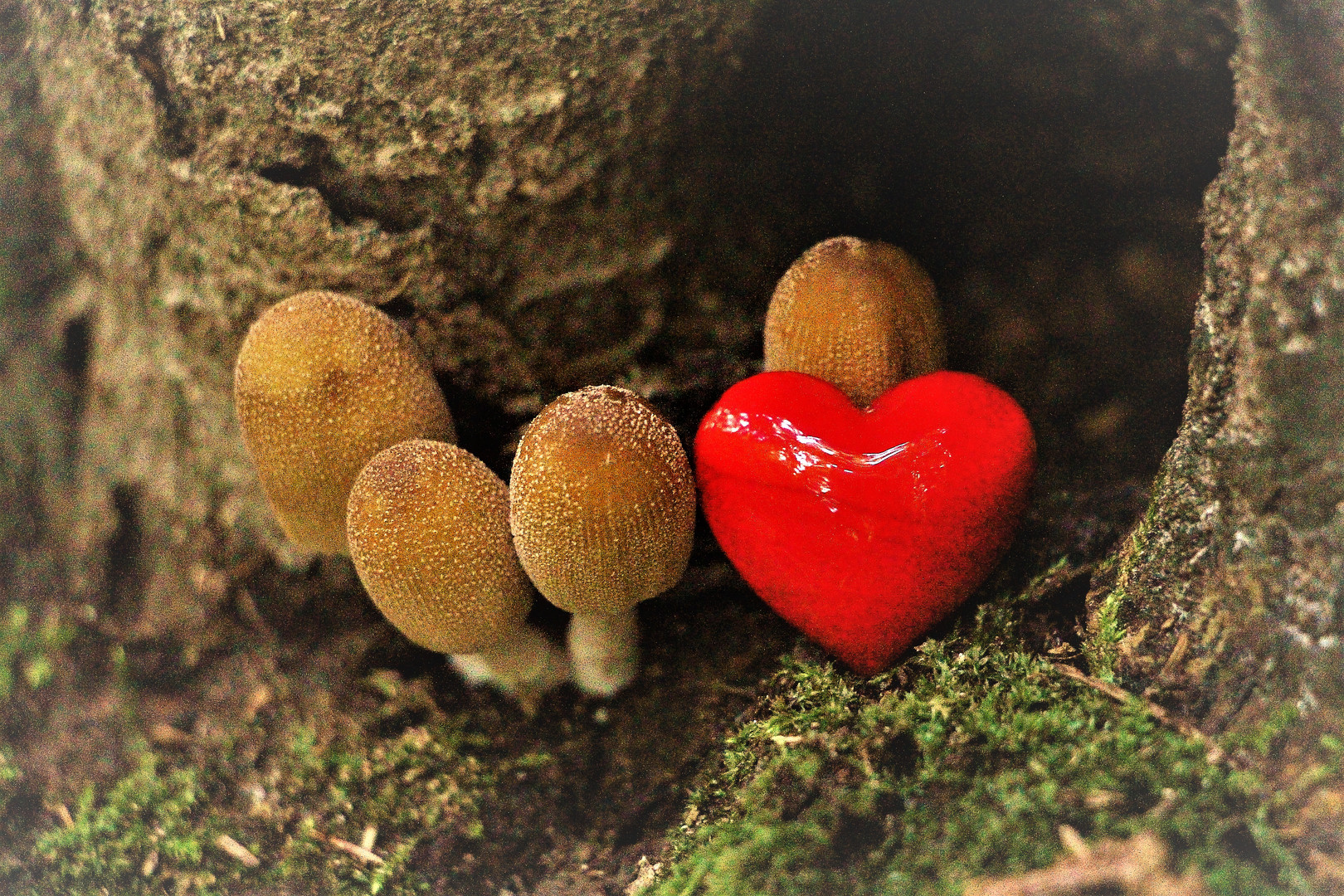 Pilze mit Herz