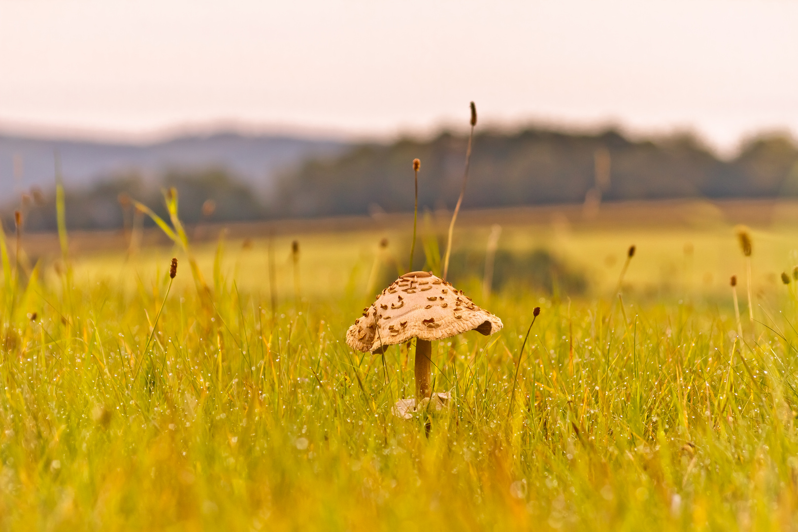 Pilze mit Hut.