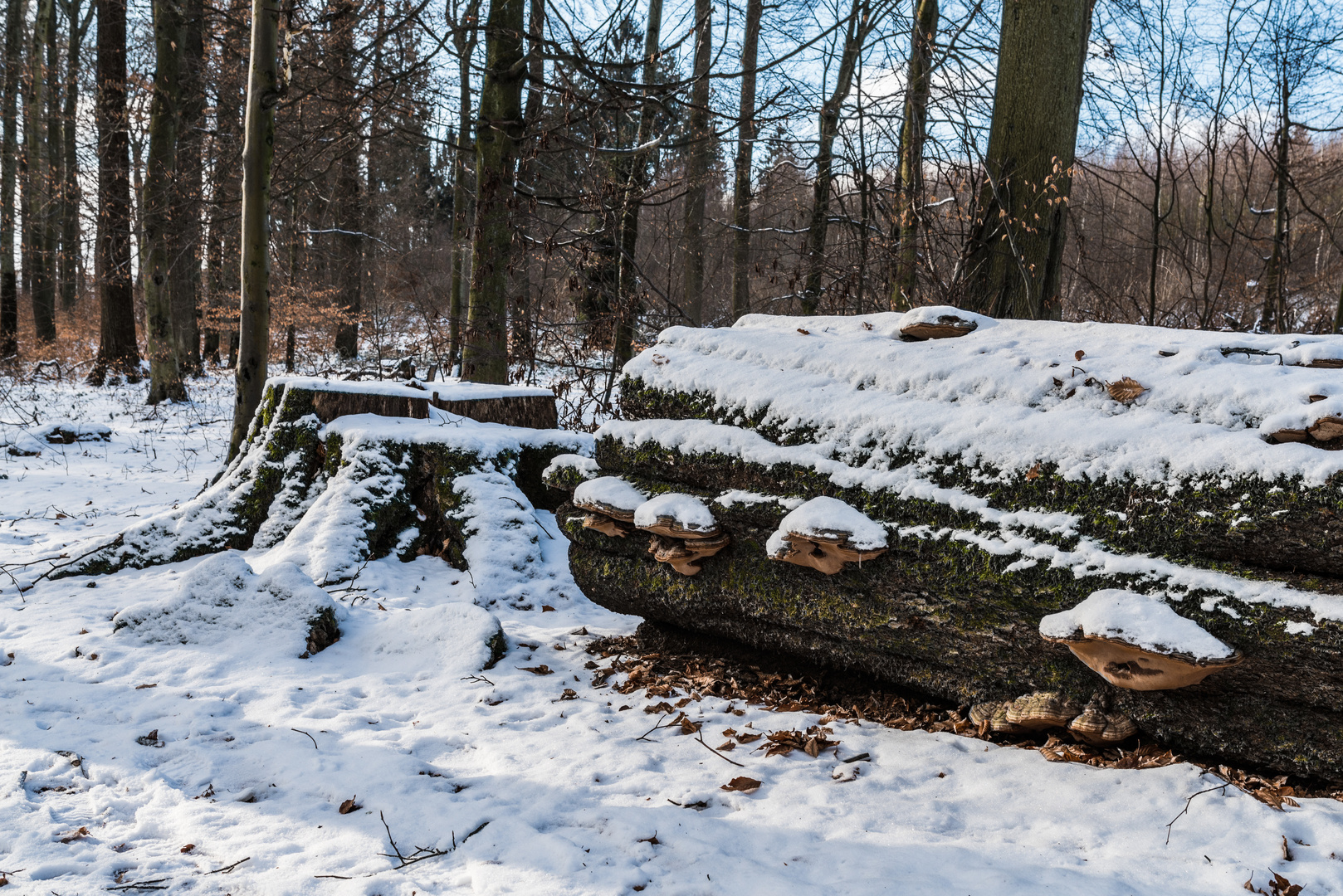 Pilze mit Kappe (2)