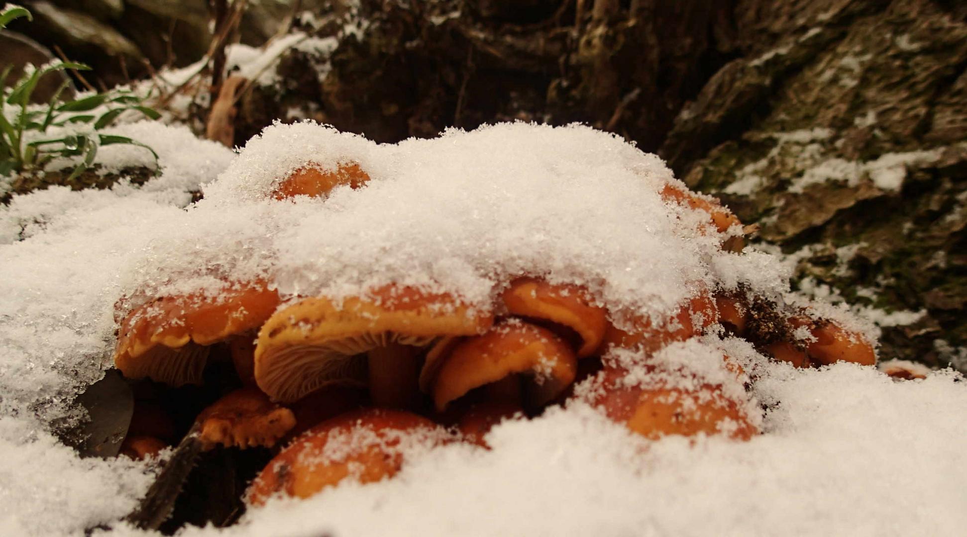 Pilze mit Schneehäubchen