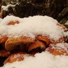 Pilze mit Schneehäubchen