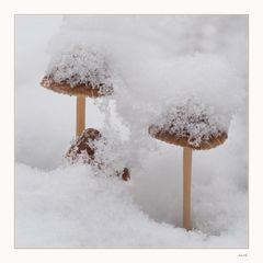 Pilze mit Schneehäubchen...