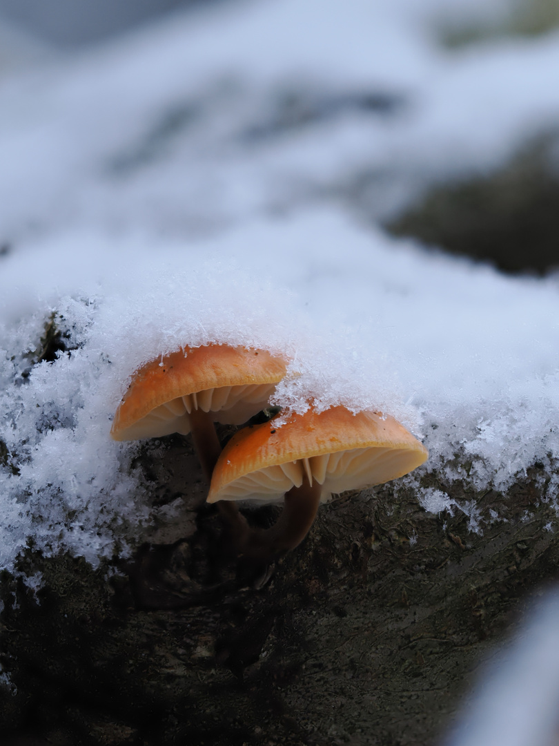 Pilze mit Schneehaube