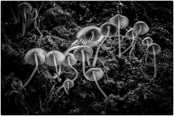 Pilze / Mushrooms in Black and White
