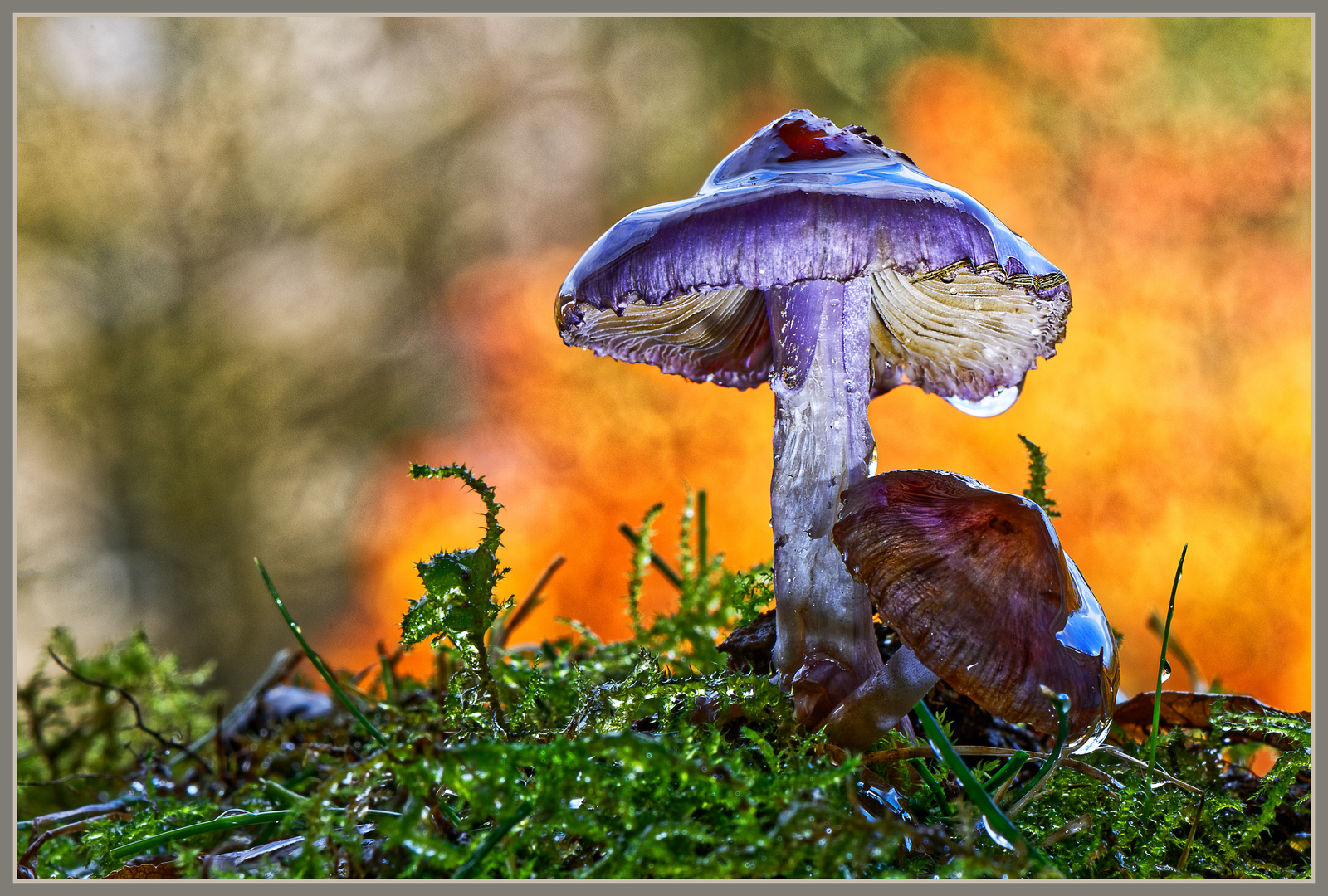 Pilze, nach dem kurzen Regenschauer