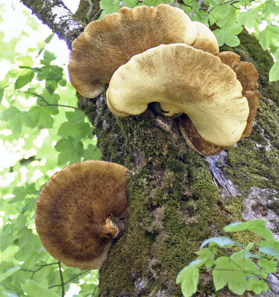 Pilze - - ob man die essen kann?