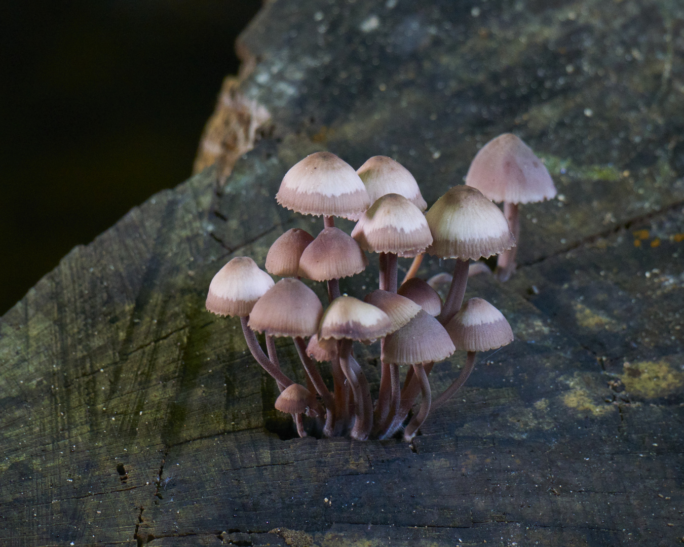 Pilze ohne Ende - es wird Herbst!