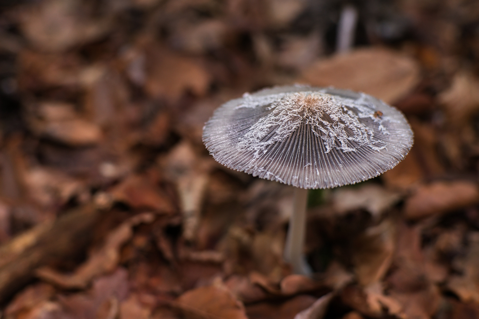 Pilze ohne Namen