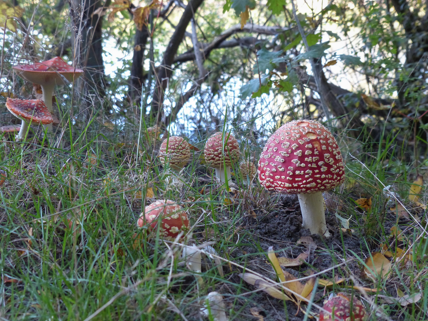 Pilze rot/weiß