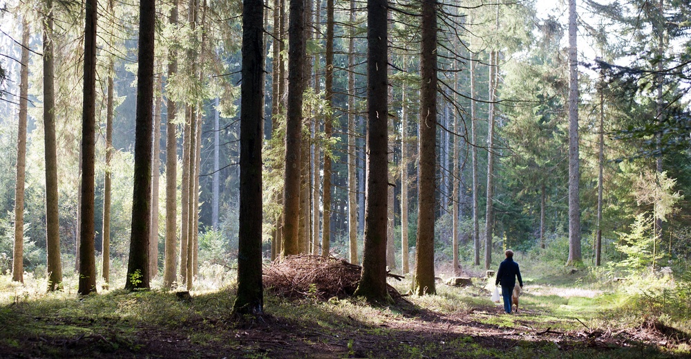 Pilze sammeln