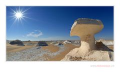Pilze sammeln in der Wüste