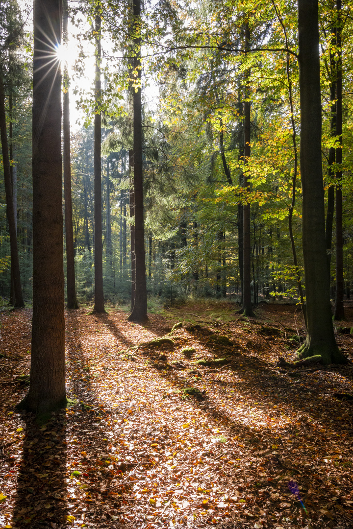 Pilze sammeln Teil 2