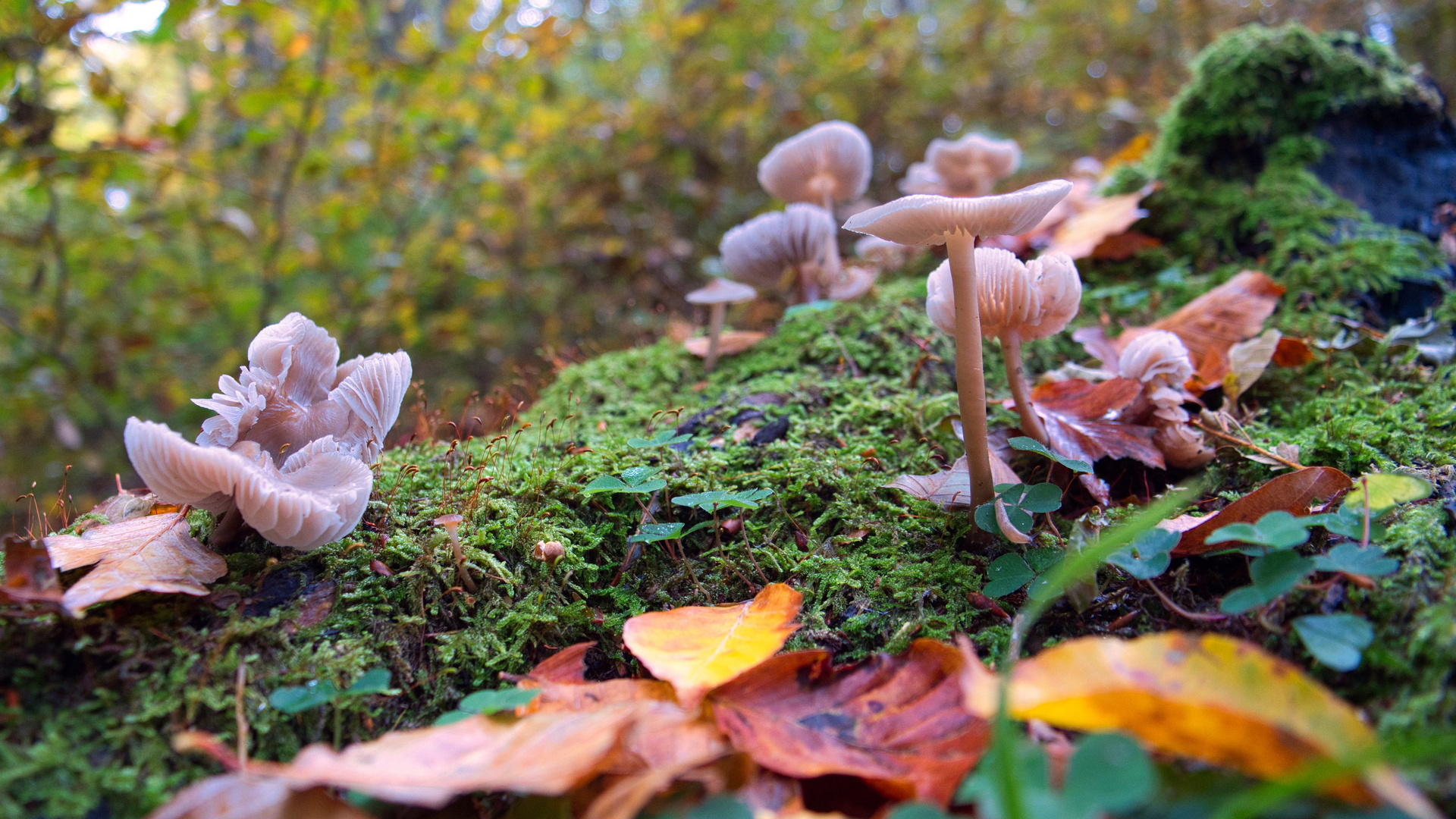 Pilze scheinen zu leuchten