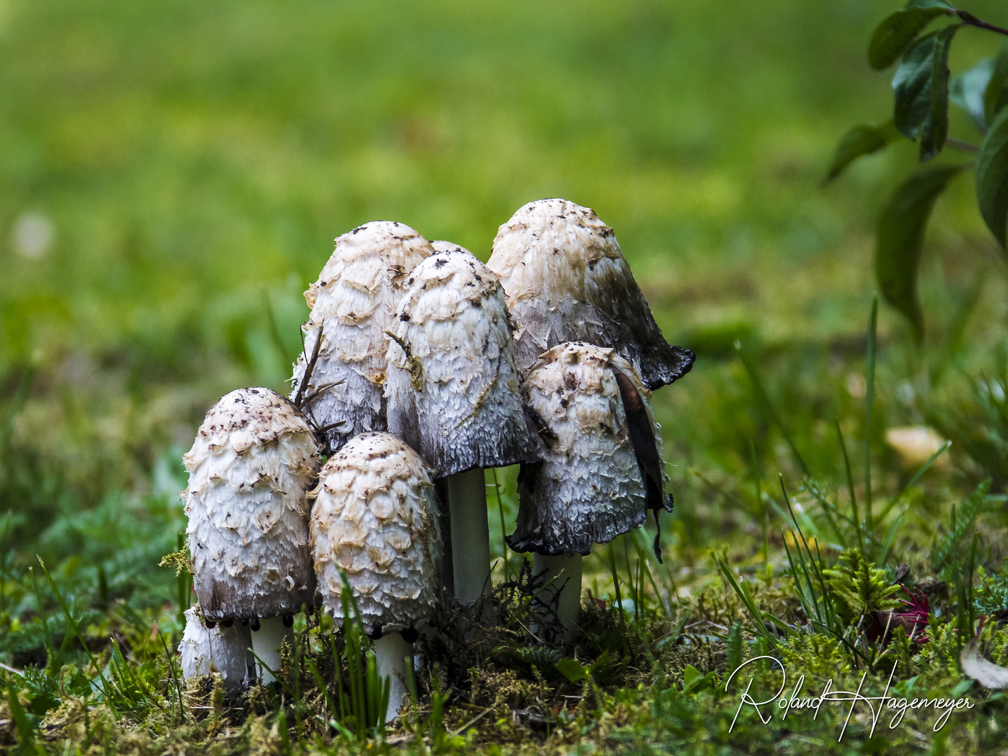 Pilze schiessen aus dem Boden