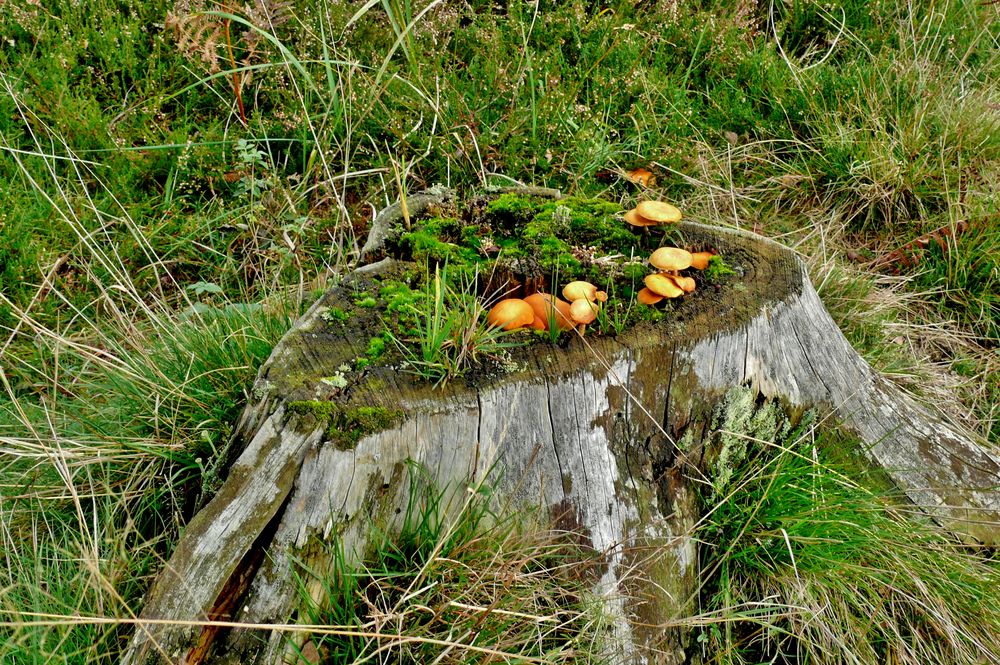 Pilze schmecken nicht nur gut, sie haben auch Geschmack ...