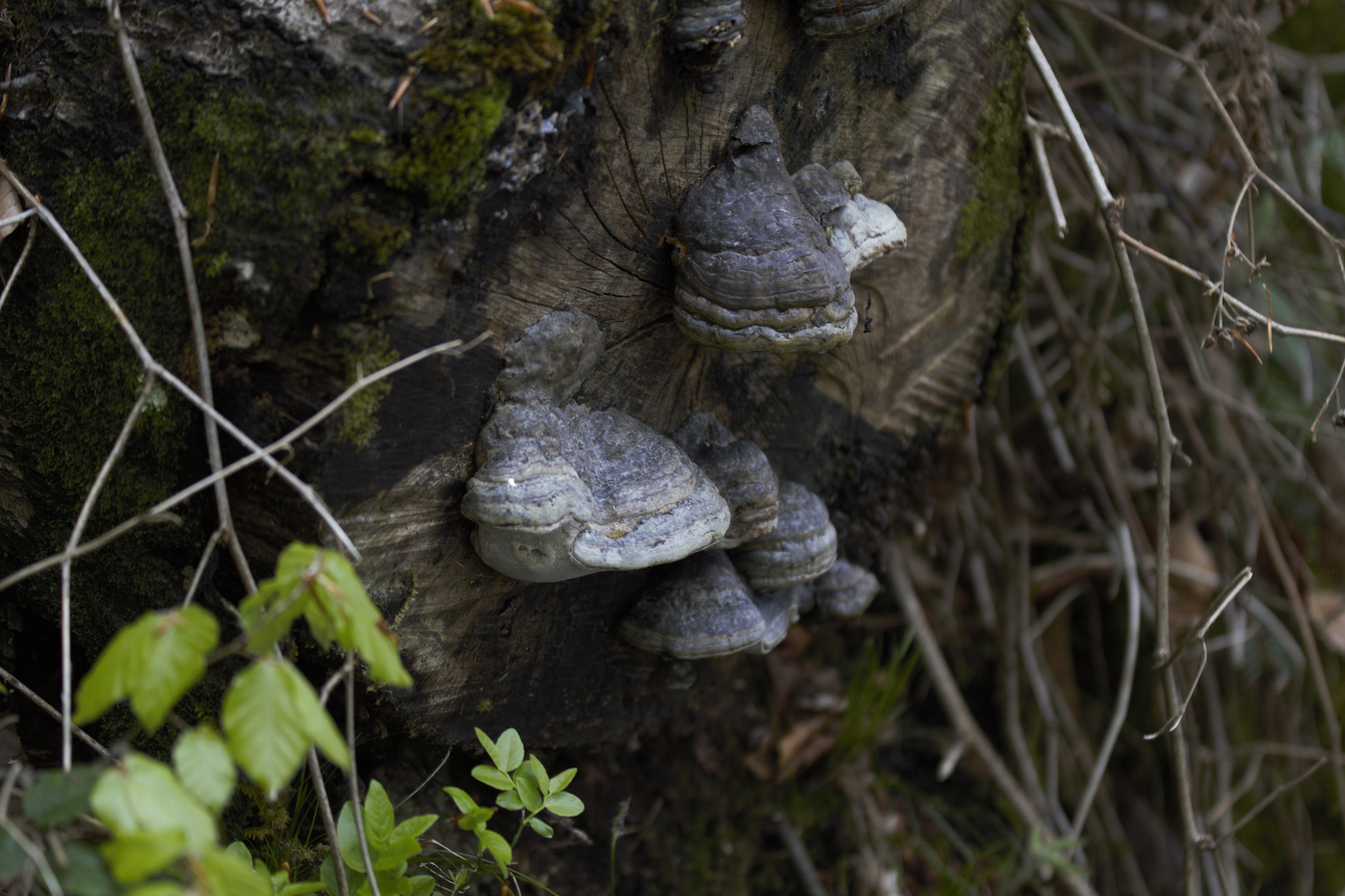 Pilze sind Überlebenskünstler