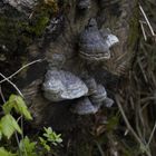 Pilze sind Überlebenskünstler