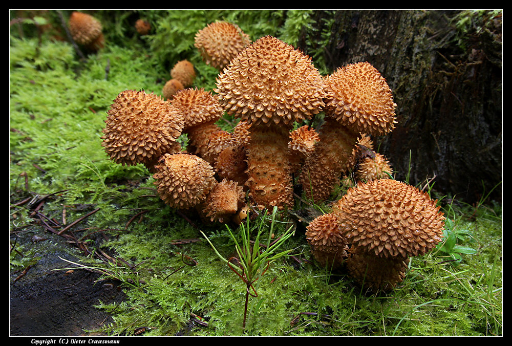 Pilze so gross wie ein Baum "g", Sparrige Schüpplinge (Pholiota squarrosa)  - Genus Pholiata