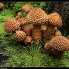 Pilze so gross wie ein Baum "g", Sparrige Schüpplinge (Pholiota squarrosa)  - Genus Pholiata