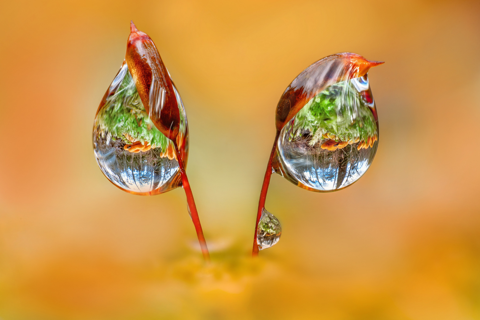 Pilze Spiegelungen im Wald