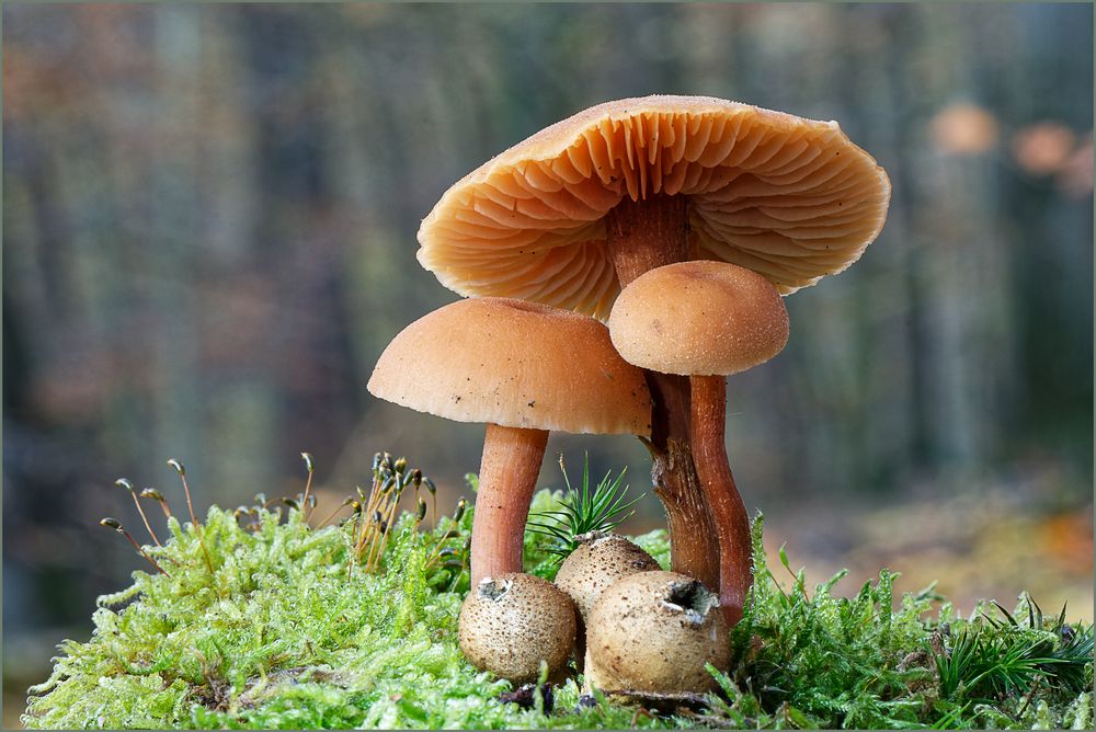 Pilze Symbiose Foto & Bild wald, natur, nahaufnahme Bilder auf