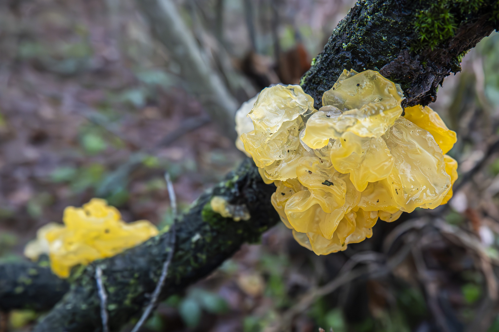 Pilze Tremella mesenterica Goldgelber Zitterling 